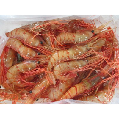 ボタンエビ1kg(35～45尾)
