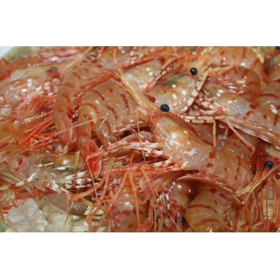 ボタンエビ 500g(30尾前後)