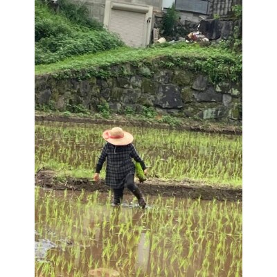 令和4年産  ひのひかり　5kg