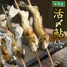 延岡産活〆冷凍あゆ　1.5kg