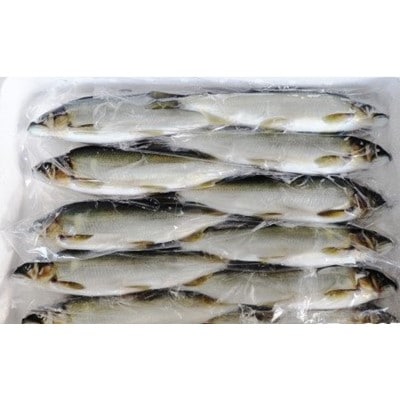 延岡産活〆冷凍あゆ　1.5kg