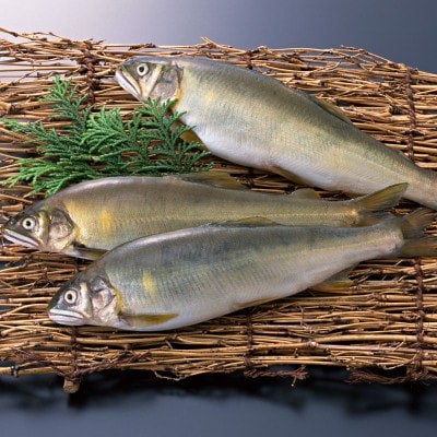 延岡産活〆冷凍子持あゆ　1kg