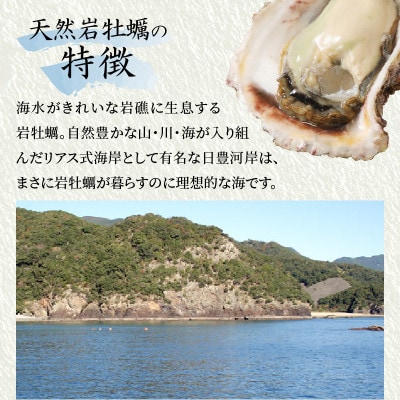 延岡産天然岩牡蠣(生食用)3kg(大)