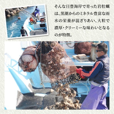 延岡産天然岩牡蠣(生食用)3kg(中)