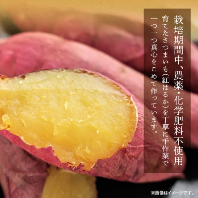 干し芋 紅はるか 100g×8袋