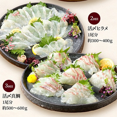 【毎月定期便】【ふるさと納税】活〆鮮魚のお刺身全6回