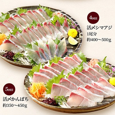 【毎月定期便】【ふるさと納税】活〆鮮魚のお刺身全6回