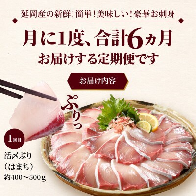 2023年7月発送開始『定期便』延岡産活〆鮮魚の豪華お刺身　全6回