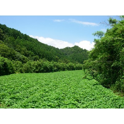 本格芋焼酎　延岡城下町　900ml　2本セット