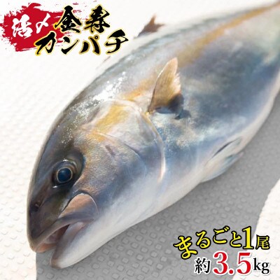 金寿カンパチ 1尾 約3.5kg【結城水産】