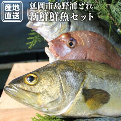 延岡市島浦島育ちの厳選鮮魚セット(シマアジ・イサキ・マダイ・メジナ)