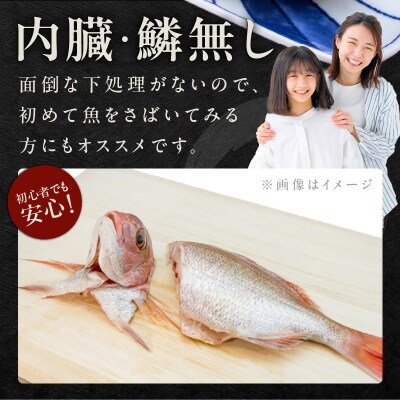 マダイ(内臓ウロコ取り)1尾分　約1.2kg