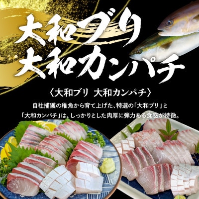 高級 大和ブリ 大和カンパチ お造り 計8人前