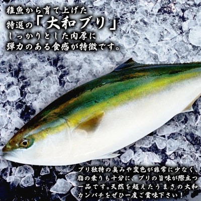 【大和ブリ】半身(フィレ)約1.0～1.2kg×2枚(スキンレスロイン仕様あら付き)