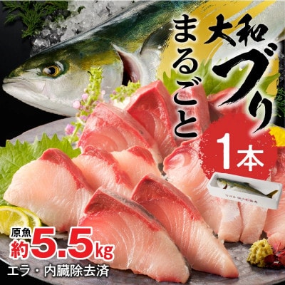 まるごと一本!大和ブリ 約5.5kg(内臓処理済み)
