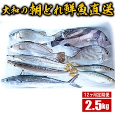 2023年3月発送開始『定期便』朝どれ鮮魚直送2.5kg 全12回