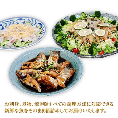 2023年3月発送開始『定期便』朝どれ鮮魚直送2.5kg　全12回