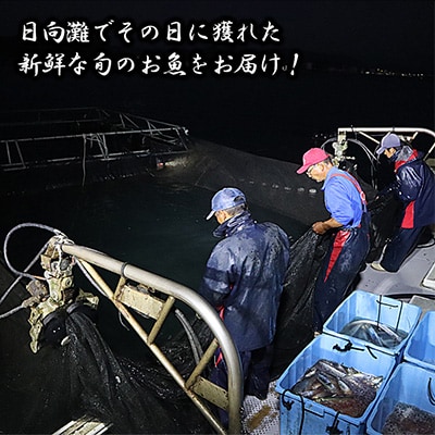 2023年3月発送開始『定期便』朝どれ鮮魚直送2.5kg　全12回
