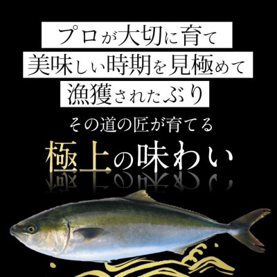 宮崎産 金太郎ぶり 1500g(冷蔵)