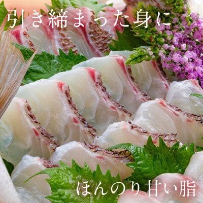 宮崎産 みやざきまだい 皮なし 1000g(冷蔵)