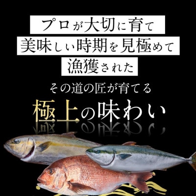 宮崎産 刺身3種セット 真鯛・ぶり・カンパチ 各種900g 計2700g(冷蔵)