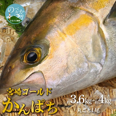 宮崎産 みやざきゴールドかんぱち 丸ごと1尾(約3.6kg～約4kg)