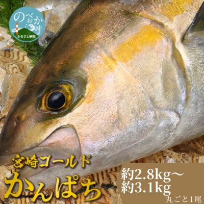 宮崎産 みやざきゴールドかんぱち 丸ごと1尾(約2.8kg～3.1kg)