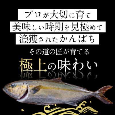 宮崎産 みやざきゴールドかんぱち 丸ごと1尾(約3.6kg～約4kg)