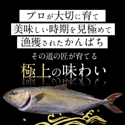 宮崎産 宮崎ゴールドかんぱちフィレ 半身1枚1.1kg～1.3kg(冷蔵)