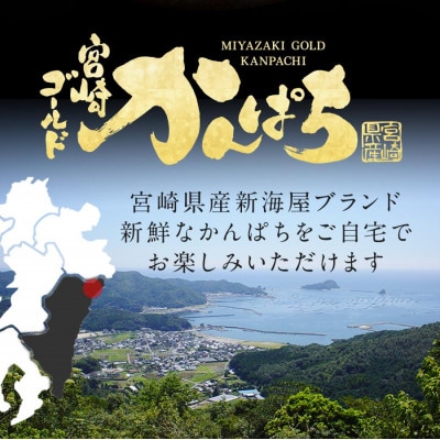 宮崎産 宮崎ゴールドかんぱちフィレ 半身1枚1.1kg～1.3kg(冷蔵)