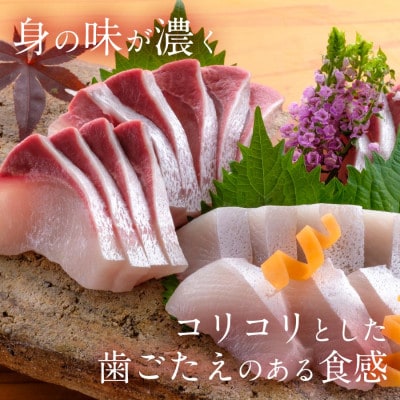 宮崎産 宮崎ゴールドかんぱちフィレ 半身1枚1.1kg～1.3kg(冷蔵)