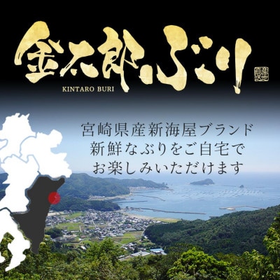 宮崎産 金太郎ぶり 2000g(冷凍)