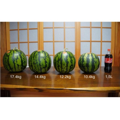宮崎県延岡市産 大玉スイカ7kg級 1玉