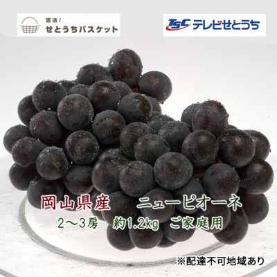 ご家庭用 ニュー ピオーネ   2～3房  約1.2kg  岡山県産  [No.5735-1952]