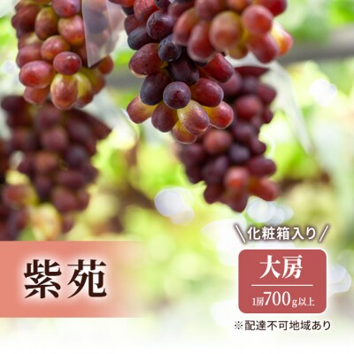 紫苑  1房 700g以上  大房  化粧箱入り  岡山県産  [No.5735-1929]