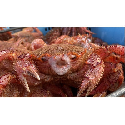 北海道オホーツク海産 訳あり朝ゆで毛ガニ 約2kg(冷凍)