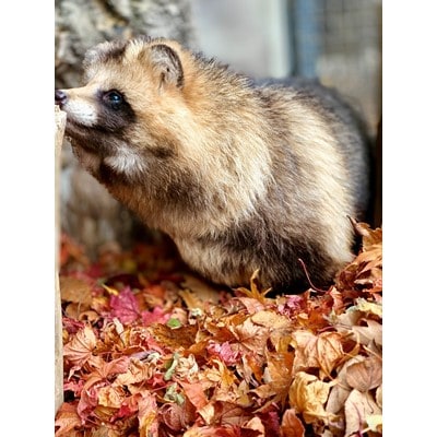 おびひろ動物園　入園券&オリジナルグッズ