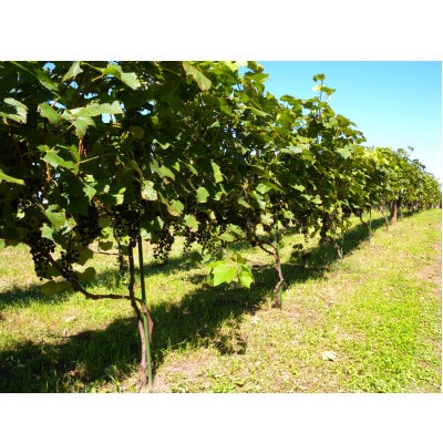 相澤ワイナリー 龍之介2024 (赤ワイン)