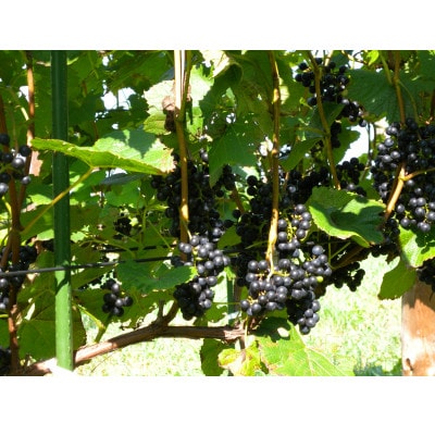 相澤ワイナリー 龍之介2024 (赤ワイン)