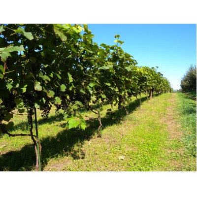 相澤ワイナリー さちろぜ2024(ロゼワイン)