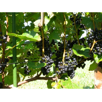 相澤ワイナリー さちろぜ2024(ロゼワイン)