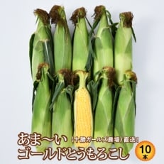 先行受付【十勝ガールズ農場】直送 朝もぎつぶつぶ「あま～いゴールドとうもろこし」10本