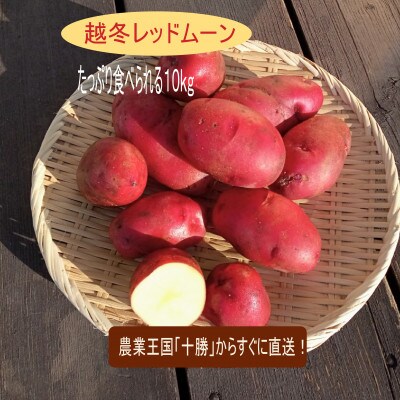 【十勝ガールズ農場】すぐに直送!越冬じゃがいも「レッドムーン」約10kg!