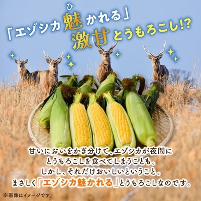 先行受付【十勝ガールズ農場】訳あり 直送 朝もぎつぶつぶ「あま～いゴールドとうもろこし」25本