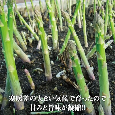 【2023年5～6月発送・先行受付】 北海道 十勝 帯広産 グリーンアスパラ1kg