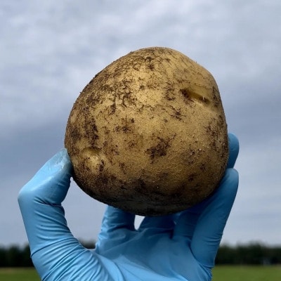 【越冬熟成3点セット】長芋・じゃがいも(とうや)・春堀ゴボウ　計約9.4kg 北海道十勝帯広産
