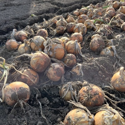 【訳あり】北海道 十勝 帯広産 玉ねぎ 20kg