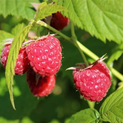 【希少!国産ラズベリーシード】ラズベリーシードオイル スポイト付き 遮光瓶入30ml×3本