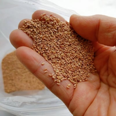 【希少!国産ラズベリーシード】ラズベリーシードオイル スポイト付き 遮光瓶入50ml×3本