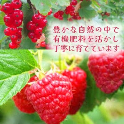 有機JAS認証  訳あり 冷凍ラズベリー 5kg (500g×10袋)【十勝産 希少品種】